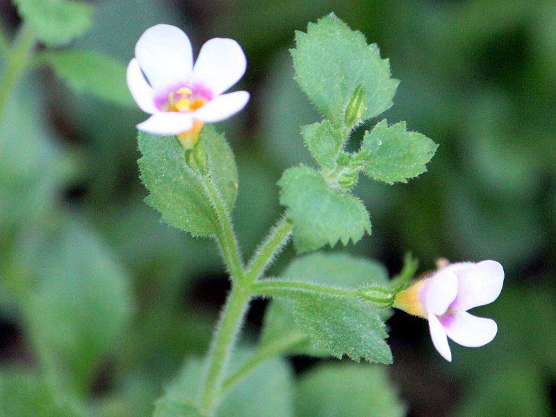 �o�R�p(Bacopa)