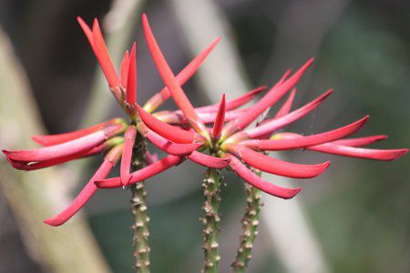 �u���W���f�C�S(Brazil���)