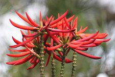�u���W���f�C�S(Brazil���)