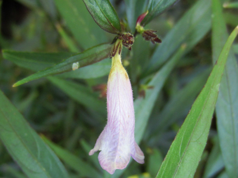�X�g���r�����e�X�E�A�j�\�t�B���X�iStrobilanthes anisophyllus�j