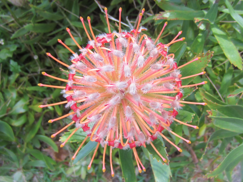 pincusion