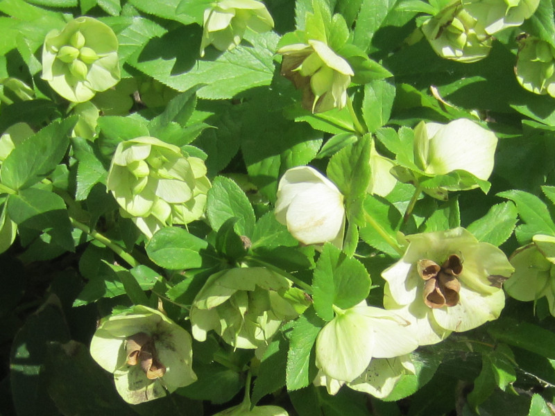 helleborus orientalis'pure white'