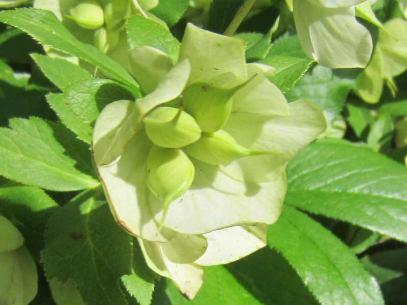 helleborus orientalis'pure white'