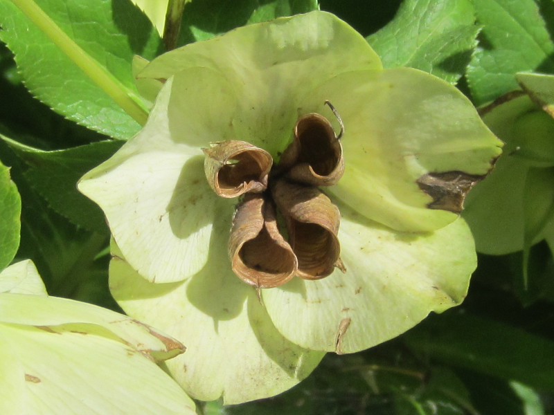 helleborus orientalis'pure white'