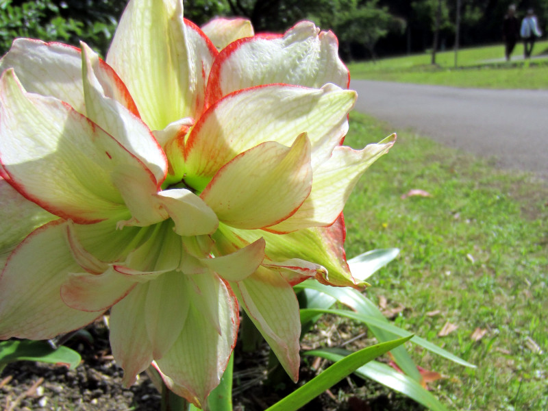 amaryllis elvas
