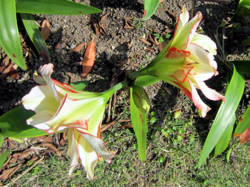 amaryllis elvas