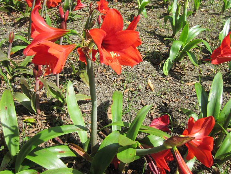 amaryllis pamela