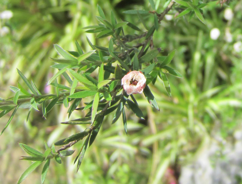 leptospermum-scoparium_large