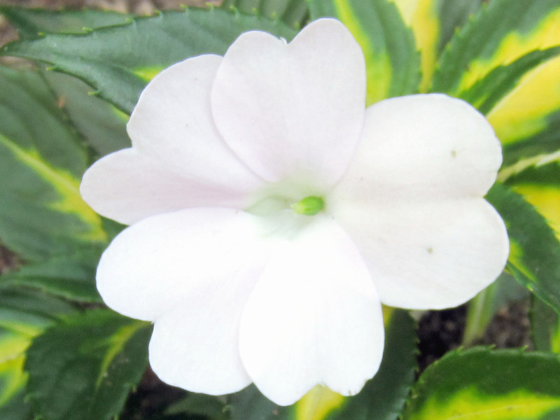 �j���[�M�j�A�C���p�e�B�G���X