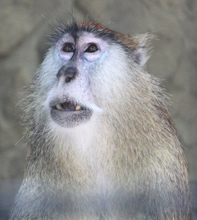 �p�^�X�U���iPatas Monkey�j7