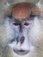 �p�^�X�U���iPatas Monkey�j8