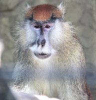 �p�^�X�U���iPatas Monkey�j9