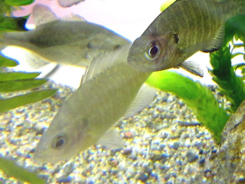sakana
