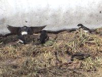 �c�o���i���j