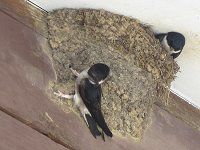 �c�o���i���j
