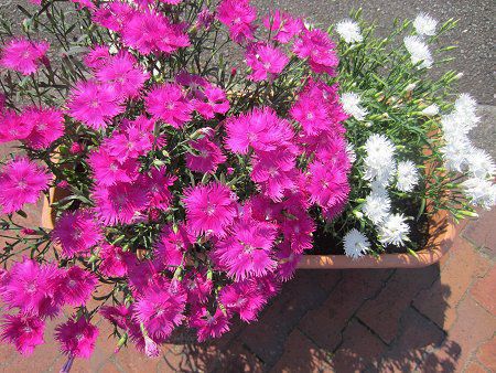 �i�f�V�R�����d�Z���Ɣ��ꏏ�A��