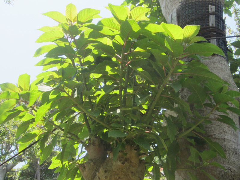 �I���u�[(Ombu)