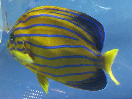 �L���`���N�_�C�i�В���j