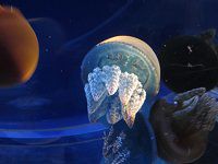 �J���[�W�F���[�t�B�b�V��(Color Jellyfish)