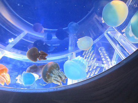 �J���[�W�F���[�t�B�b�V��4