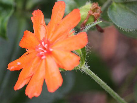 ���N�j�X�E�n�[�Q�A�i(Lychnis haageana)