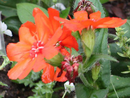 ���N�j�X�E�n�[�Q�A�i(Lychnis haageana)