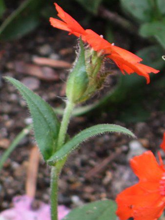 ���N�j�X�E�n�[�Q�A�i(Lychnis haageana)