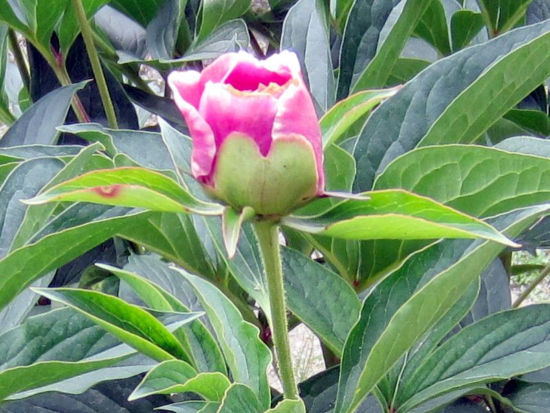 �N�Ó�