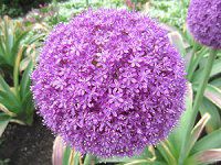 �A���E���E�M�K���e�E��(Allium giganteum)