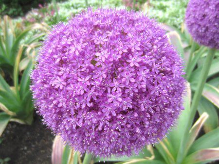 �A���E���E�M�K���e�E��(Allium giganteum)