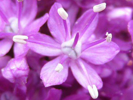 �A���E���E�M�K���e�E��(Allium giganteum)