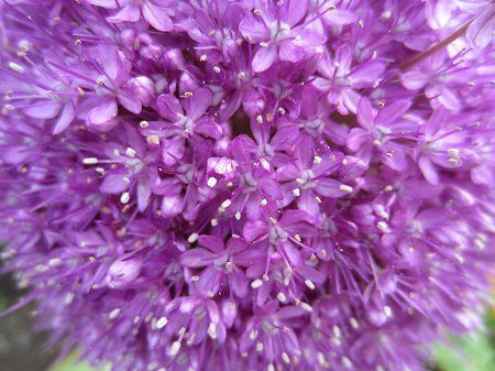 �A���E���E�M�K���e�E��(Allium giganteum)