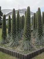 �G�L�E���E�E�B���h�v���b�e�C(Echium wildpretii)17