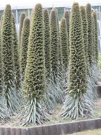 �G�L�E���E�E�B���h�v���b�e�C(Echium wildpretii)17