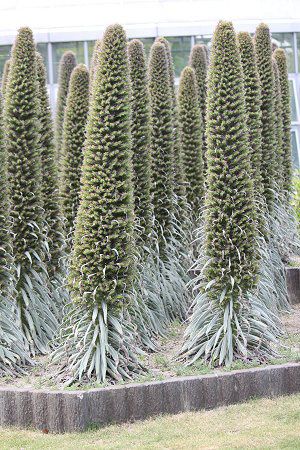 �G�L�E���E�E�B���h�v���b�e�C(Echium wildpretii)18