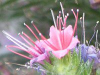 �G�L�E���E�E�B���h�v���b�e�C(Echium wildpretii)19