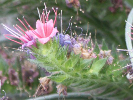 �G�L�E���E�E�B���h�v���b�e�C(Echium wildpretii)19