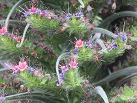 �G�L�E���E�E�B���h�v���b�e�C(Echium wildpretii)20