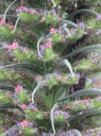 �G�L�E���E�E�B���h�v���b�e�C(Echium wildpretii)20