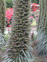�G�L�E���E�E�B���h�v���b�e�C(Echium wildpretii)21