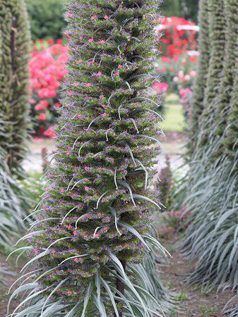 �G�L�E���E�E�B���h�v���b�e�C(Echium wildpretii)21