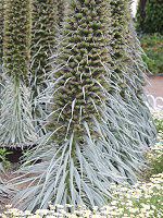 �G�L�E���E�E�B���h�v���b�e�C(Echium wildpretii)22