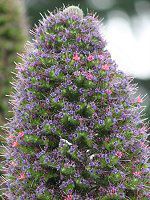 �G�L�E���E�E�B���h�v���b�e�C(Echium wildpretii)23