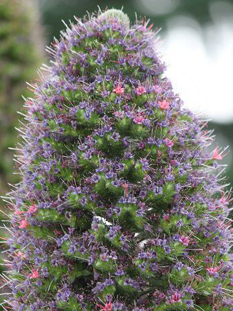 �G�L�E���E�E�B���h�v���b�e�C(Echium wildpretii)23