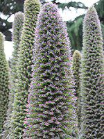 �G�L�E���E�E�B���h�v���b�e�C(Echium wildpretii)24