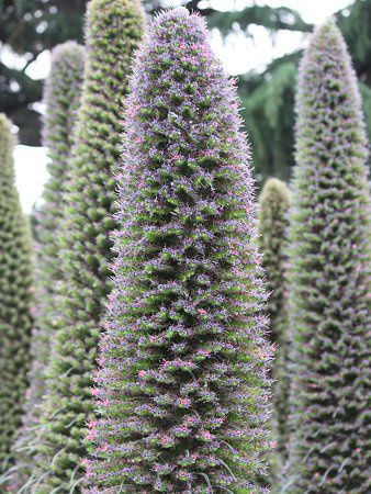 �G�L�E���E�E�B���h�v���b�e�C(Echium wildpretii)24