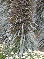 �G�L�E���E�E�B���h�v���b�e�C(Echium wildpretii)25