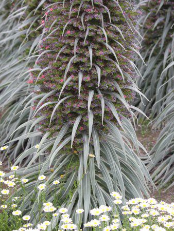 �G�L�E���E�E�B���h�v���b�e�C(Echium wildpretii)25