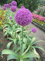 �A���E���E�M�K���e�E���iAllium giganteum�j