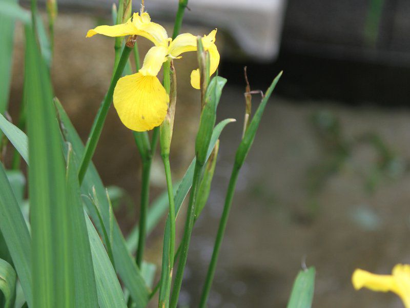 �L�V���E�u�i���Ҋ��A�w���F Iris pseudacorus�j